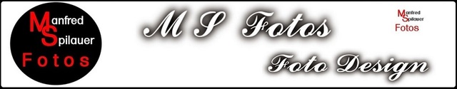ms-foto Logo